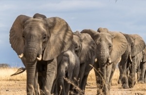 Group of elephants moving forward together