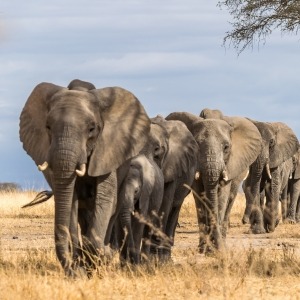 Group of elephants moving forward together